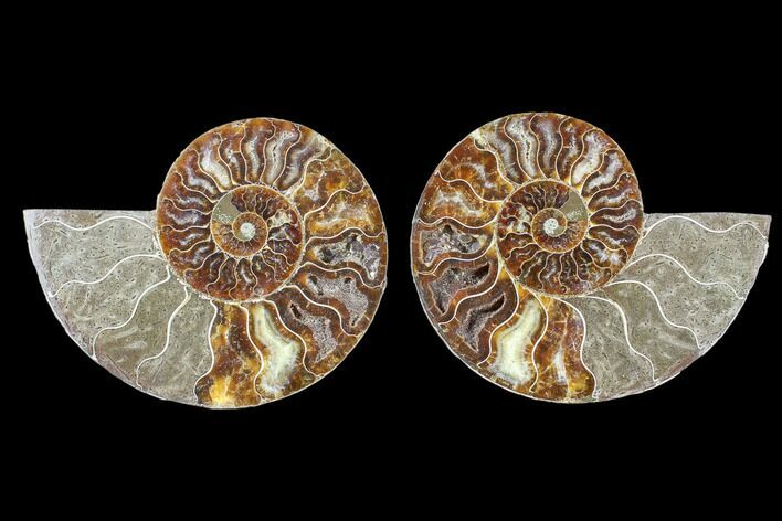 Cut & Polished Ammonite Fossil - Agatized #88226